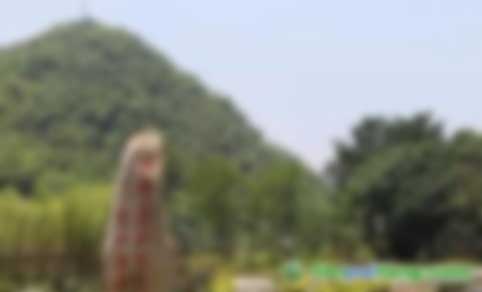 中關(guān)村綠色發(fā)展智庫專家、教授李金良：促進我國CCER林業(yè)碳匯交易的建議