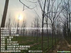 助力碳達(dá)標(biāo)，林木雙保障 全國(guó)首單楸樹碳匯指數(shù)保險(xiǎn)落地河南周口