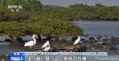 自愿碳是什么碳？促進(jìn)溫室氣體減排 這個(gè)市場(chǎng)很重要