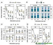種樹越久，固碳越慢？研究揭示飽和趨勢
