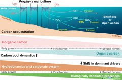 大型海藻養(yǎng)殖碳匯研究領域取得新進展