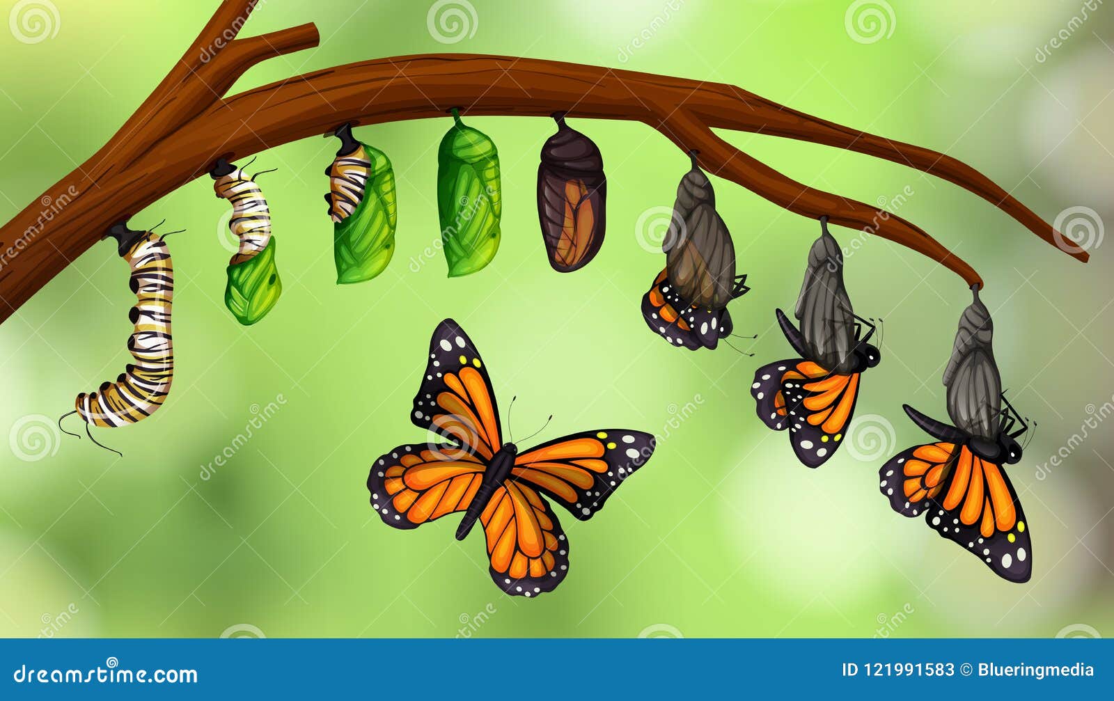udl life cycle of a butterfly example