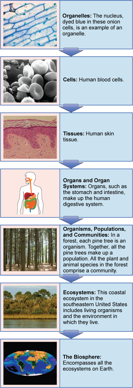 example of organ system evolution