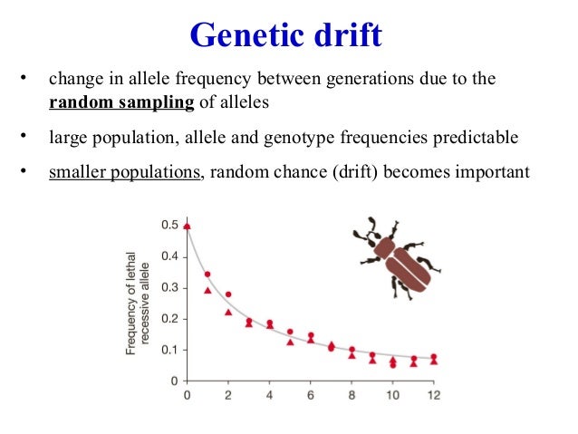 example of a genetic drift