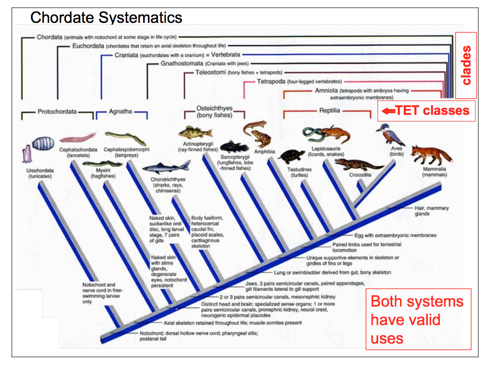 example of organ system evolution