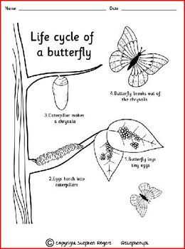 udl life cycle of a butterfly example