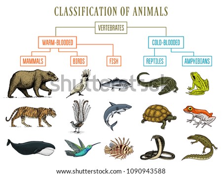 give an example of a fish amphibian reptile mammal