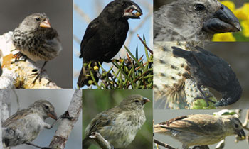 the galapagos finch species are an excellent example of