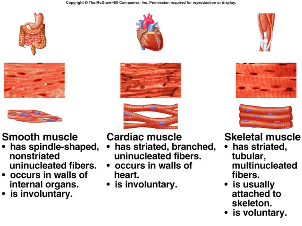 example of muscle tissue in human body