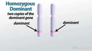example of homozygous dominant genotype