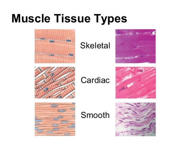 example of muscle tissue in human body