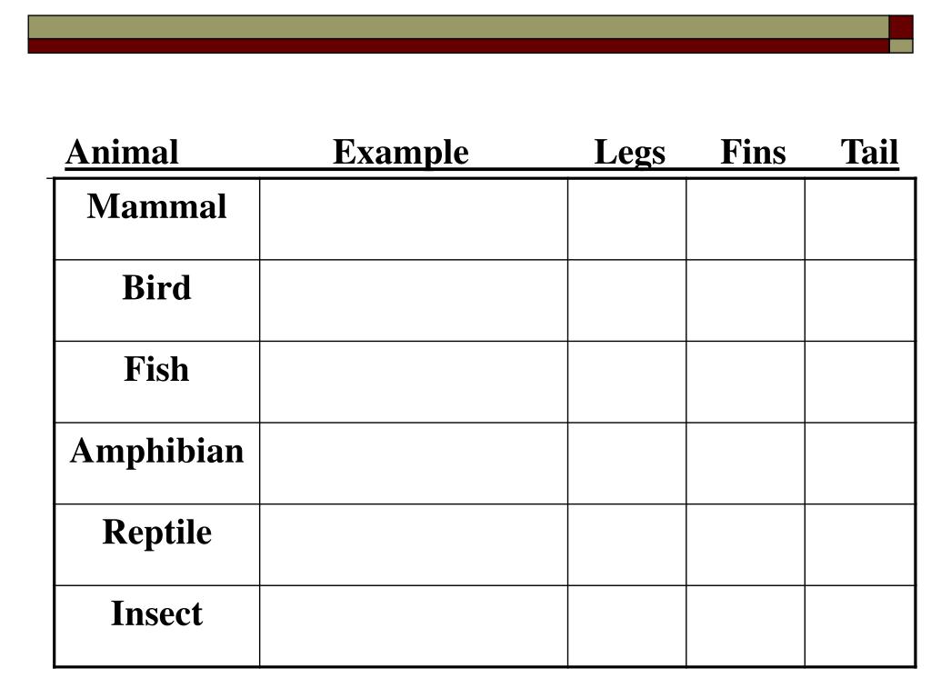 give an example of a fish amphibian reptile mammal