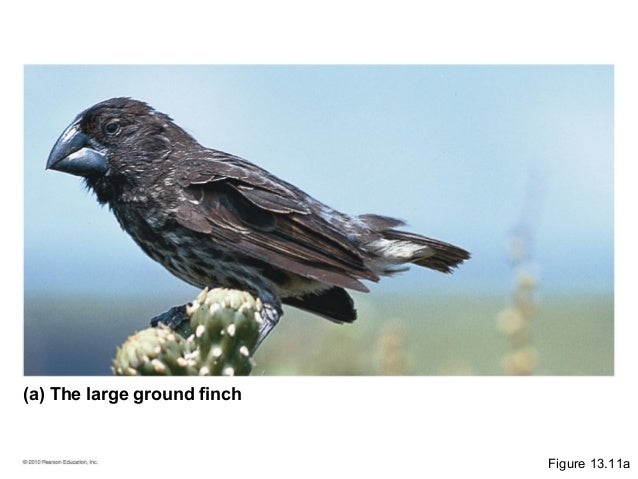 the galapagos finch species are an excellent example of