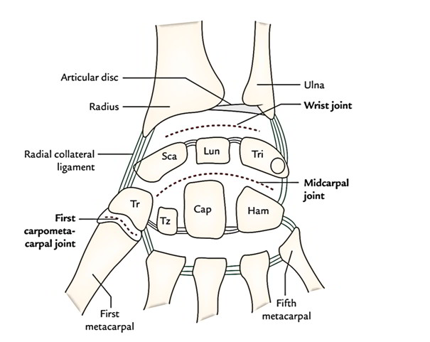 the wrist is an example of which type of joint