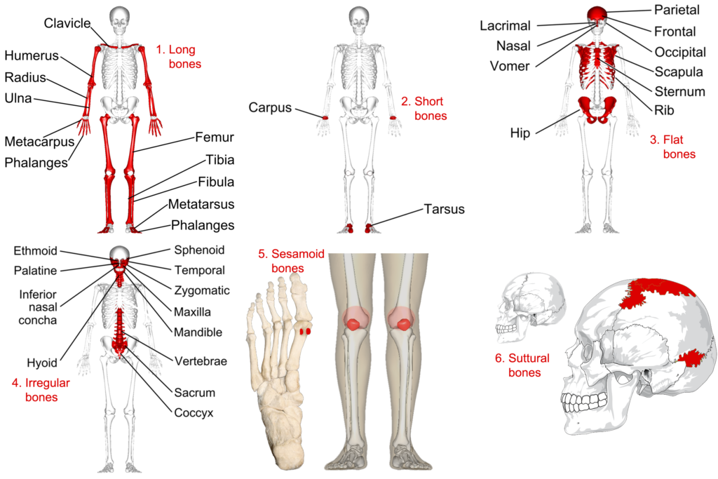 what is an example of a irregular bone